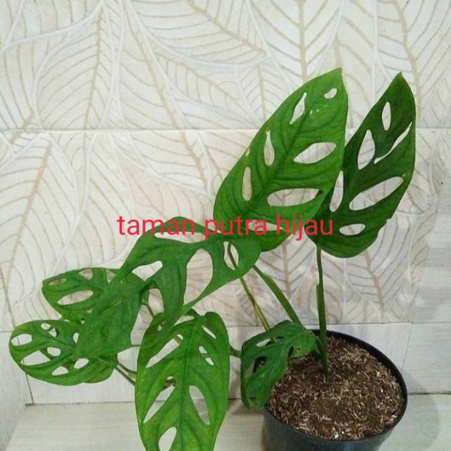 Tanaman Hias janda bolong/tanaman hidup