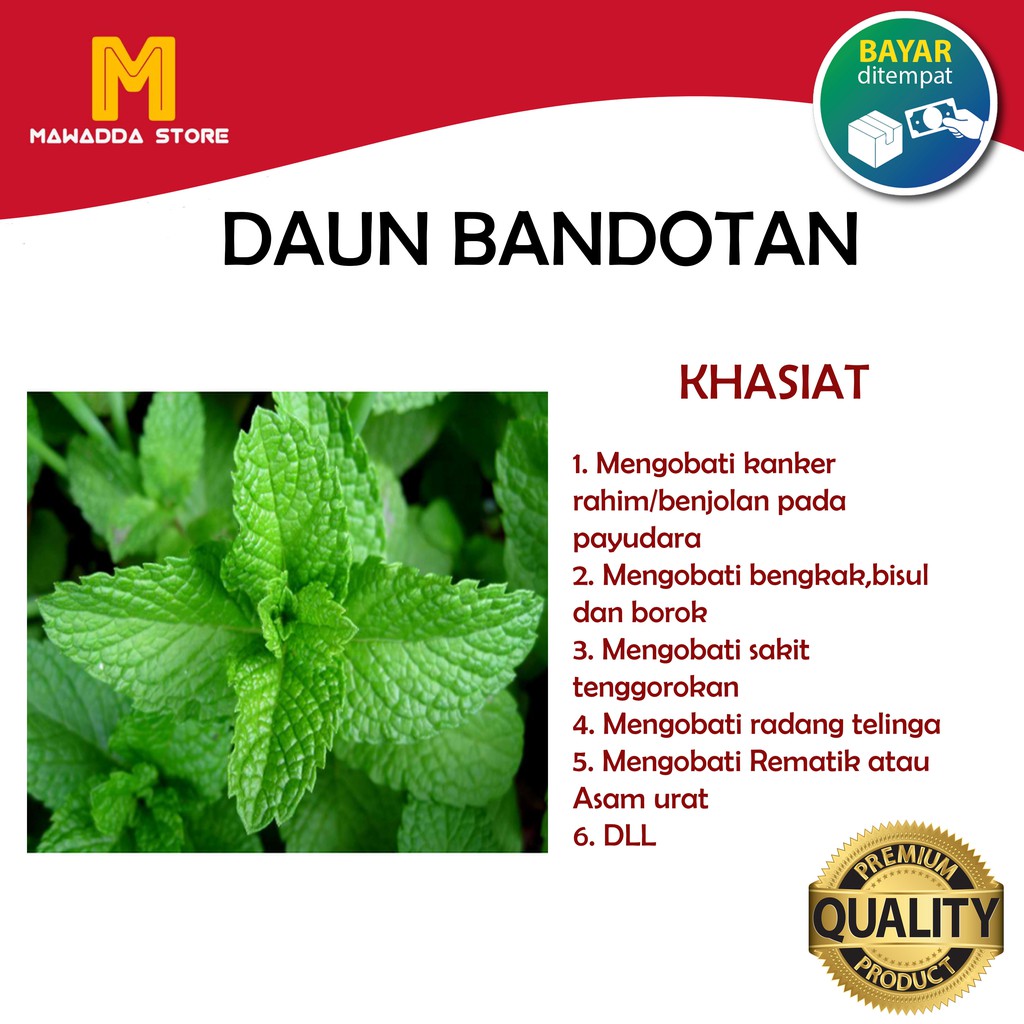 

Daun Bandotan Segar - Obat Herbal
