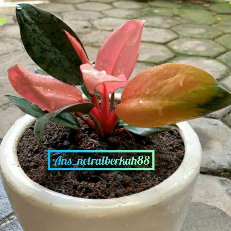 Tanaman hias philo pink Shopee Indonesia Tanaman hias philo pink Shopee Indonesia