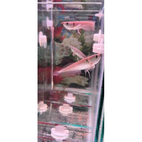 Koleksi Terbaru.. Ikan arwana silver red