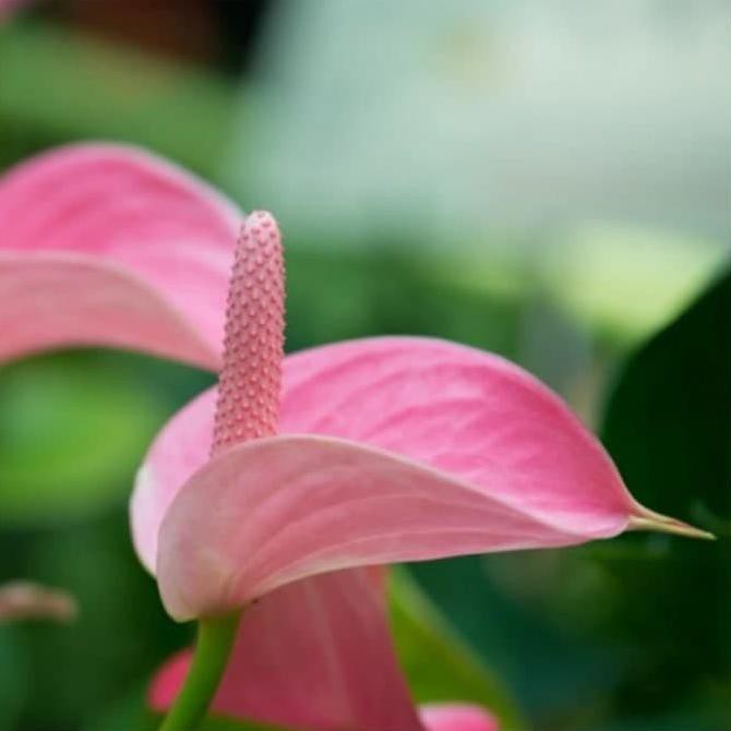 Tanaman Bunga Anthurium Mickey Mouse Pink - Anturium Mini