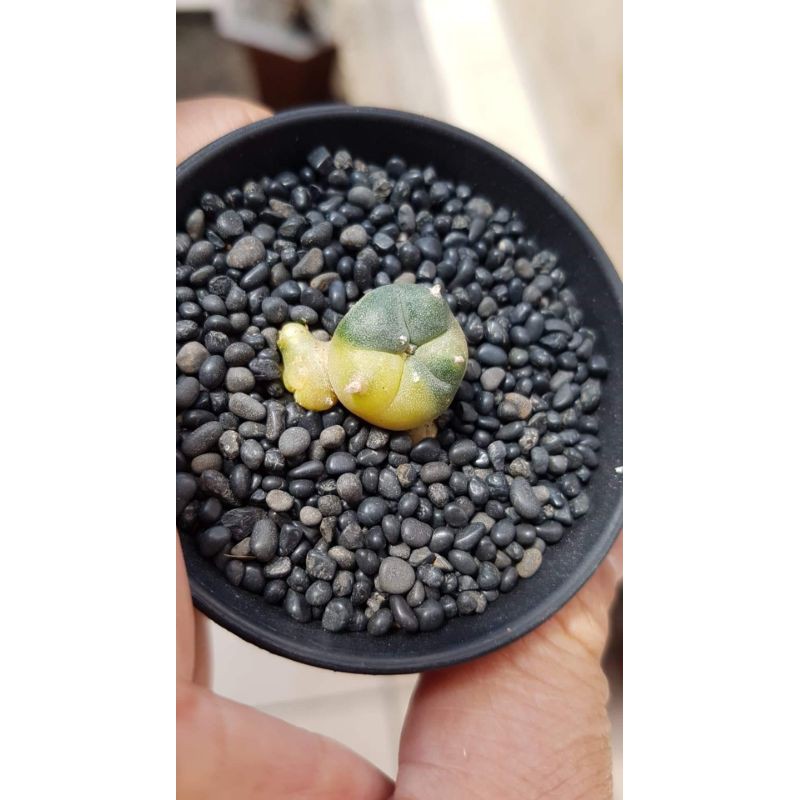 kaktus lophophora williamsii varigata