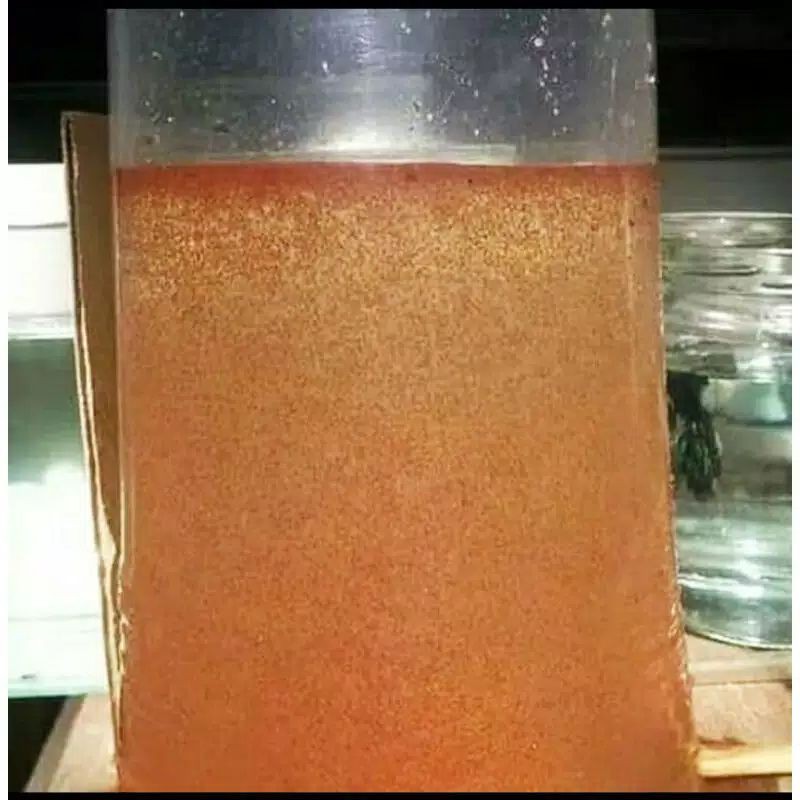 KUTIR BURAYAK CUPANG MAKANAN IKAN CUPANG / KUTU AIR CUPANG