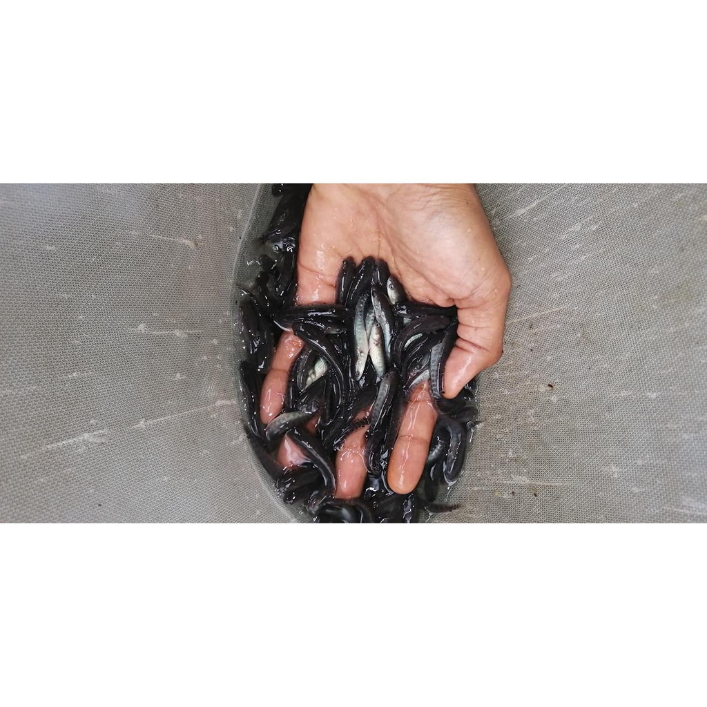 Jual Anakan Ikan Gabus-Bibit Ikan Gabus Murah- Sudah mau makan Pelet