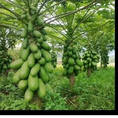 Super promo BENIH PEPAYA CALINA CALIFORNIA IPB ISI 150 asli botani seed RV55 Harga Murah ＾0＾