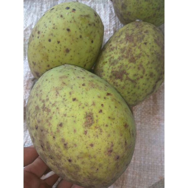 

jual buah bacang atau buah limus kondisi muda segar 1kg