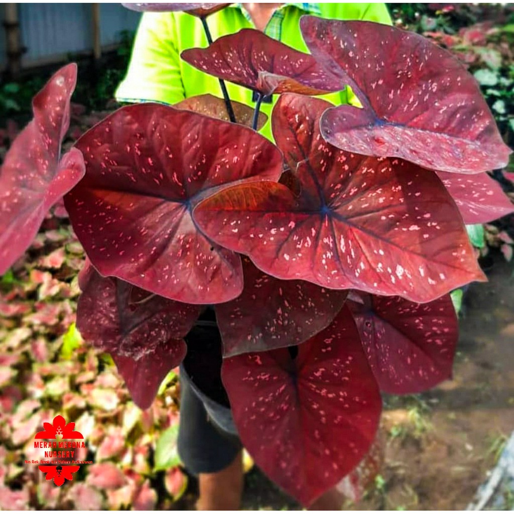 Keladi DOH Tanaman Hias Hidup Bibit Bunga Caladium DOH Murah Bukan Bonggol