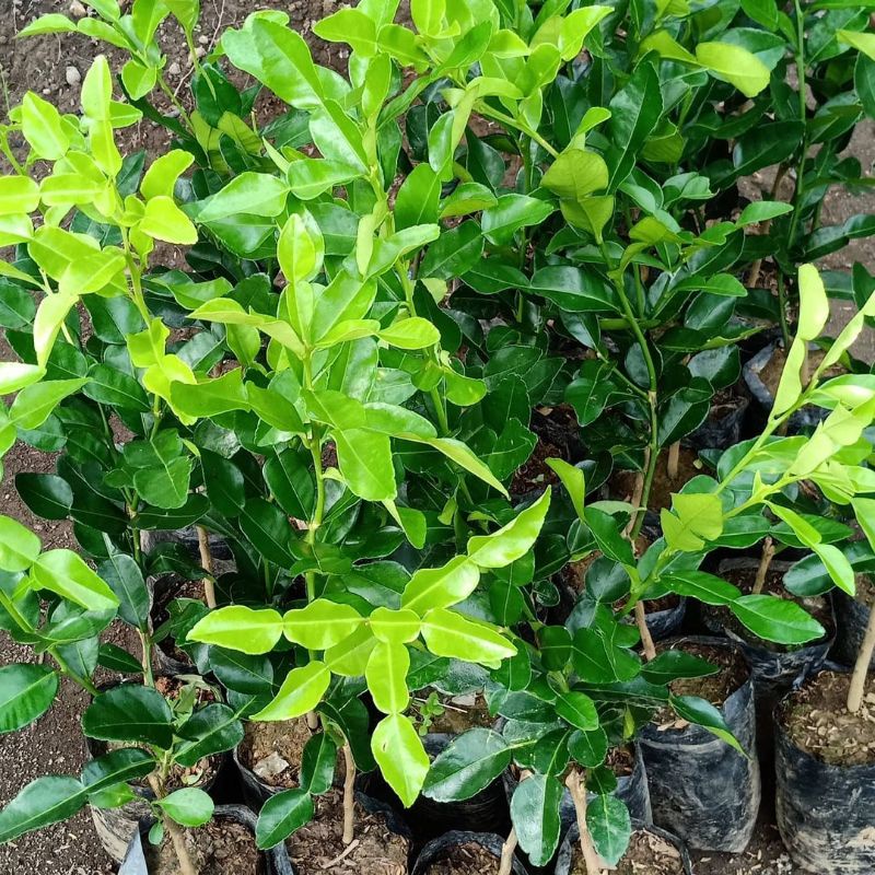 Bibit Jeruk Purut Hasil Okulasi