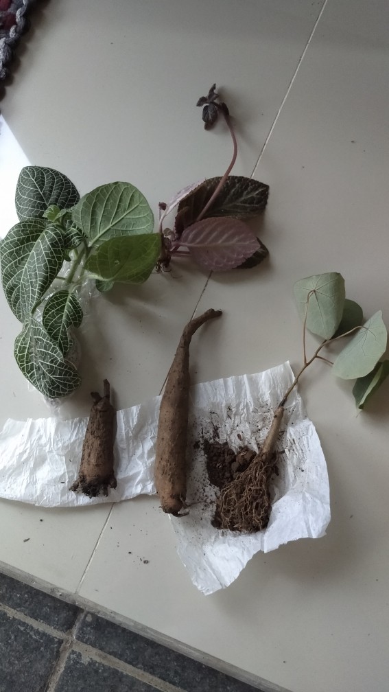 Stephania Venosa Murah! Tanaman Hias Langka