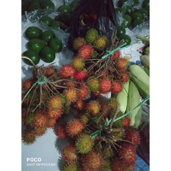 

Rambutan ngelontok