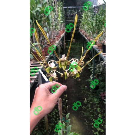 Anggrek Dendrobium Sutiknoi (dewasa)