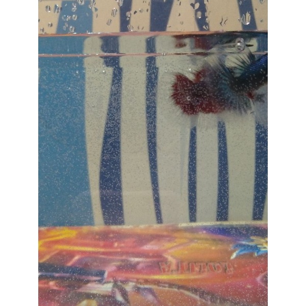 cupang rostail halfmoon gratis female