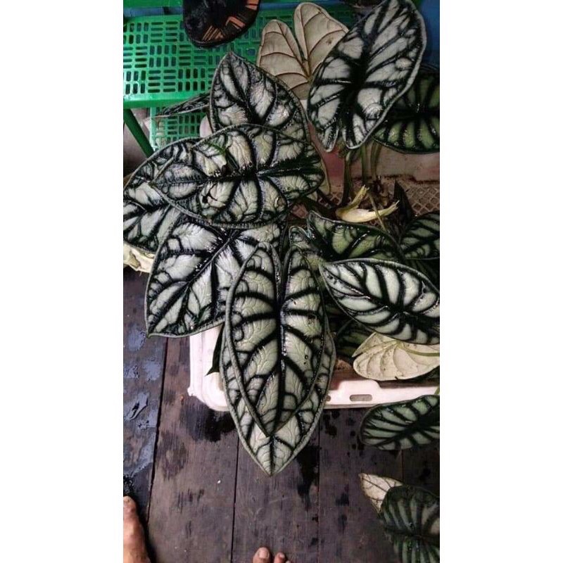 UMBI/BONGGOL bonggol alocasia dragon silver