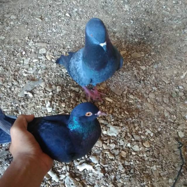 Burung Merpati Balap Khas Madura Bisa Nego Shopee Indonesia