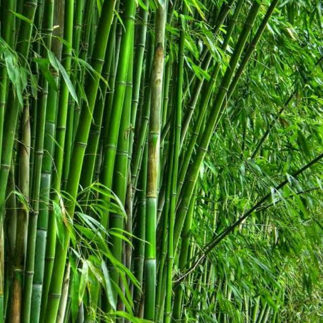 Daun Bambu Obat Asam Urat