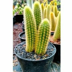 kaktus tanaman hias ekor tupai ownroot