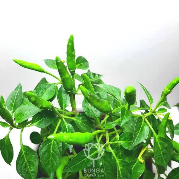 

(PROMO TERBARU) Tanaman Cabe Rawit Pedas (Cengek)