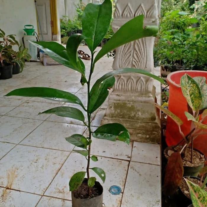 Pohon Buni | Bibit Buah Huni | Tanaman Langka Unik Untuk Bahan Rujak
