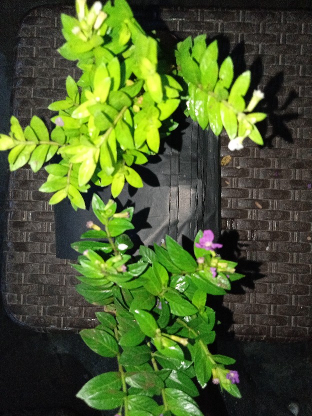 Polibek Ukuran 20 X 20