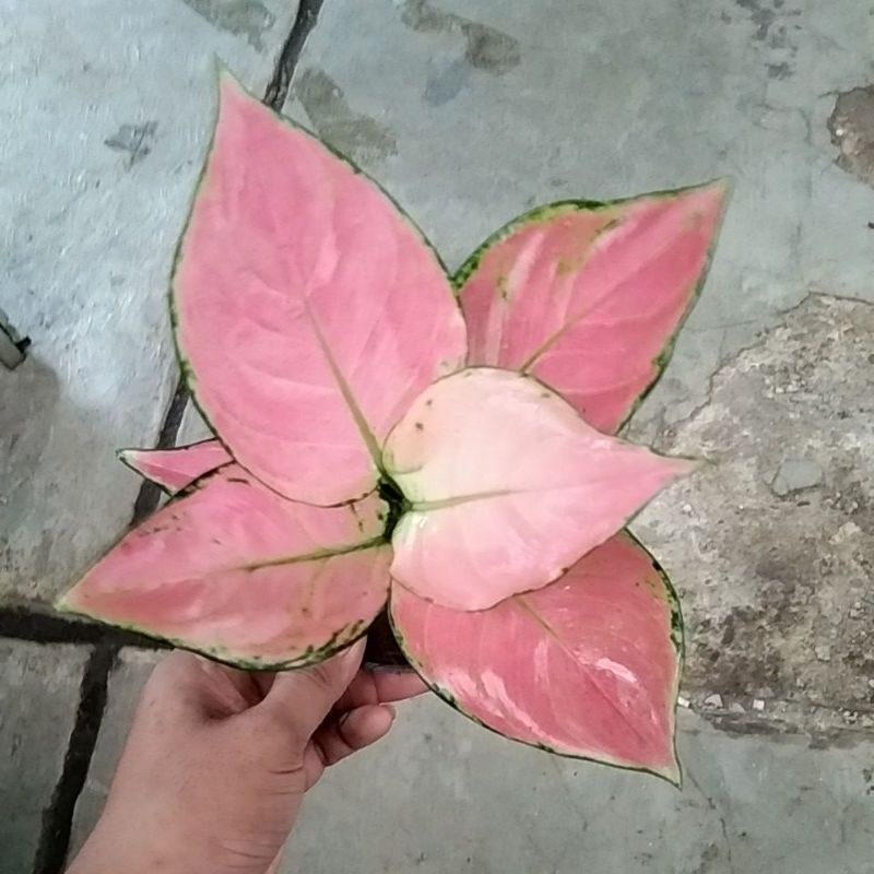 aglonema pink katrina