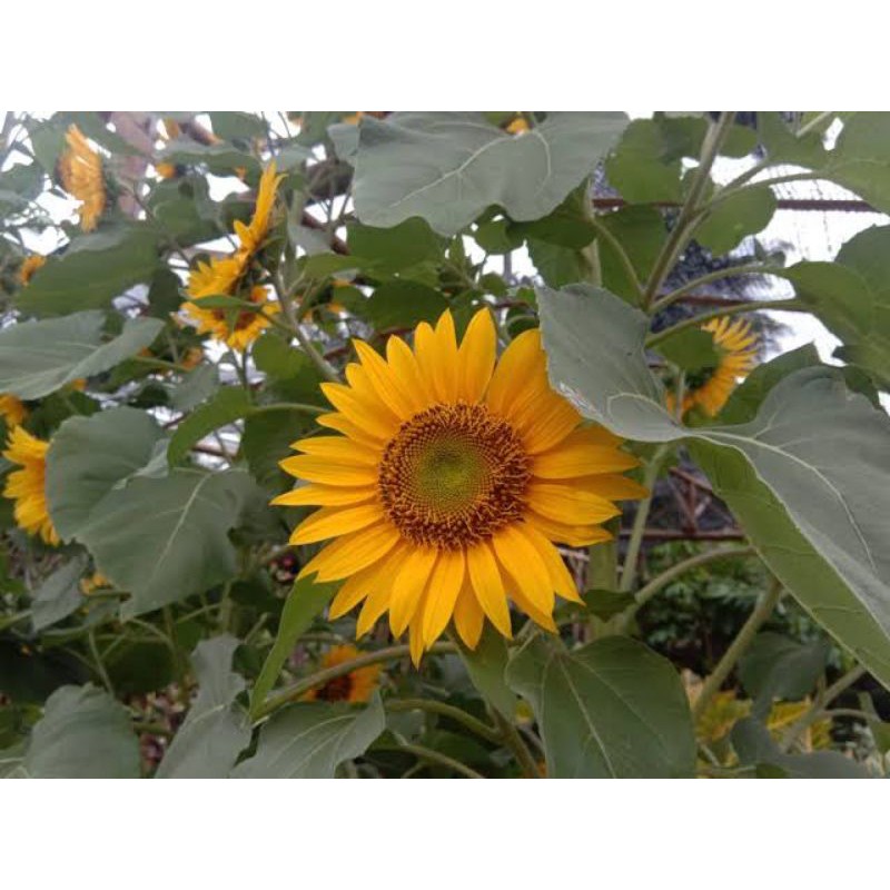 tanaman bibit bunga matahari