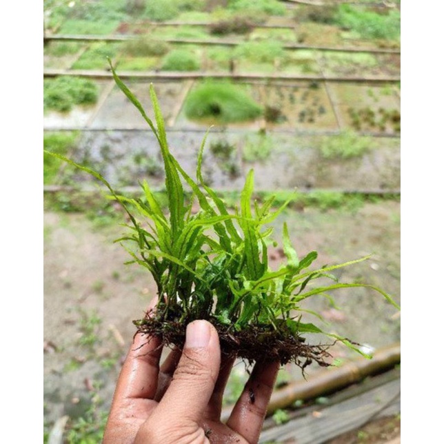 Kadaka mini Trident (tanaman aquascape) 2-3 daun