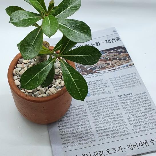 ☜ Tanaman Hias Adenium Mini dengan Pot imut lucu ➸