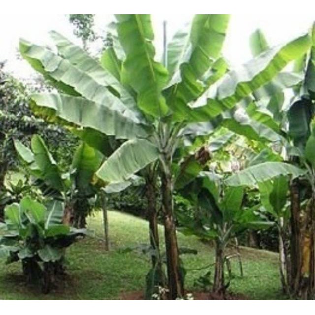 Akar Pohon Pisang Segar 500 Gram Murah Shopee Indonesia [ 640 x 640 Pixel ]