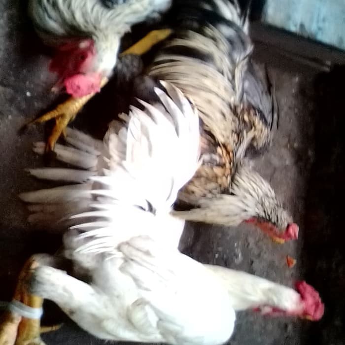 

Ayam Kampung Borongan min.3ekor