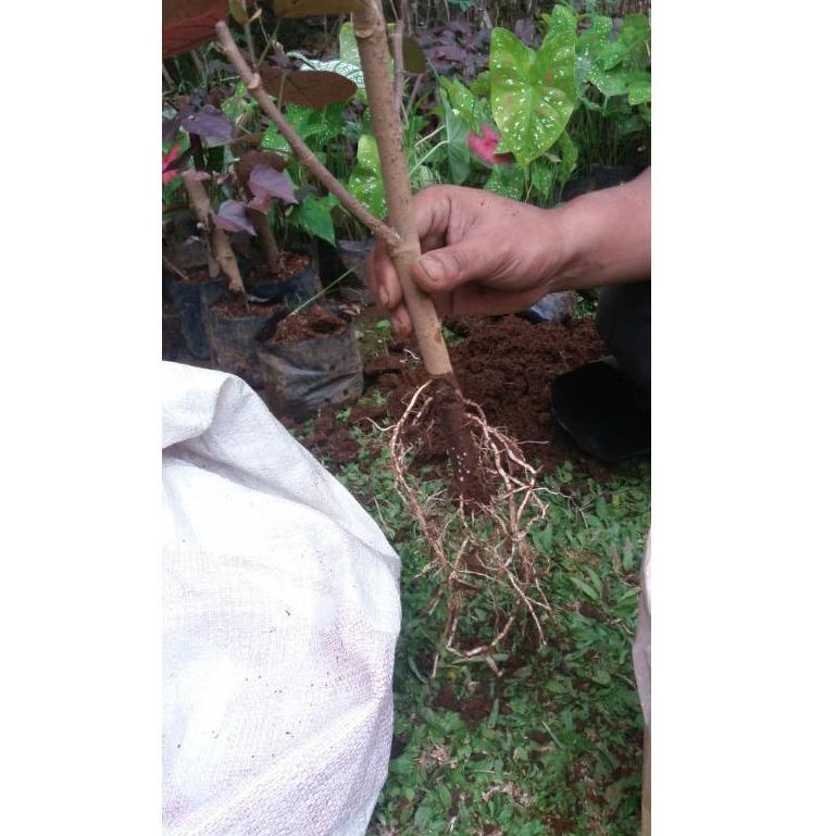 Murah bahan bonsai WARU MERAH 70