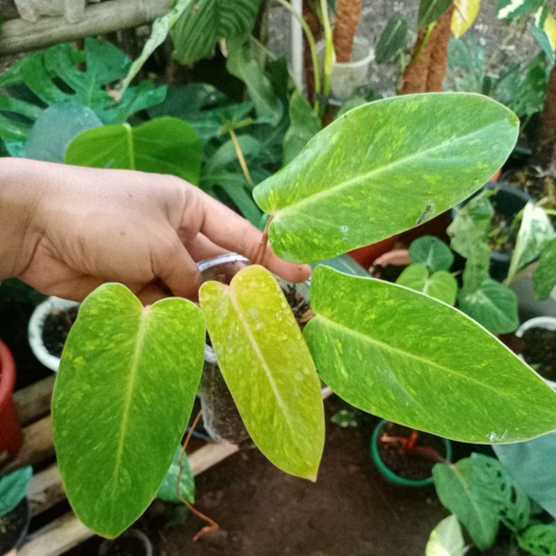 Philodendron Painted lady