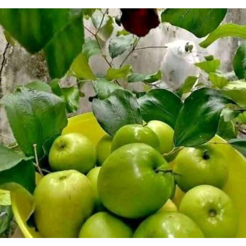 BERBUNGA Bibit Apel Putsa Atau Bidara India Okulasi Cepat Berbuah