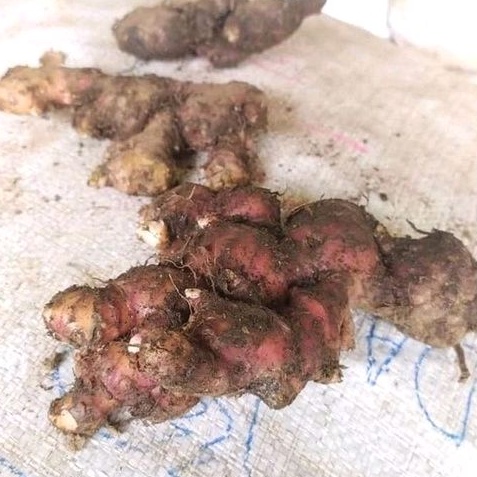 

Jahe Merah Super Segar 1 kg