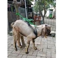 kambing qurban super proporsional kambing laki