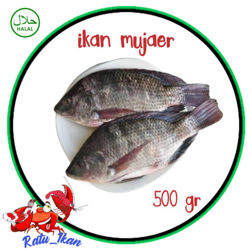 

ikan mujaer segar hidup [500gram] ratu ikan
