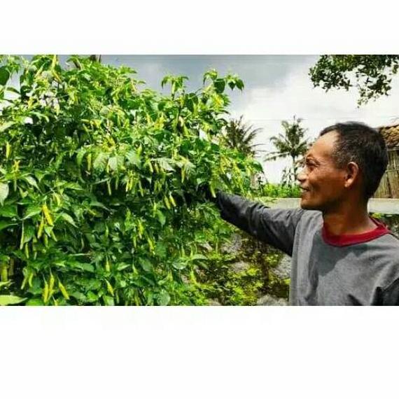 Harga Baru Benih Cabai Rawit VIRAL Repack Original - Isi 100 Biji Bibit Sayuran Benih Sayuran Viral 