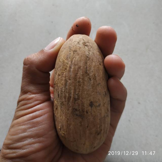 Buah Kayu Ulin Kalimantan