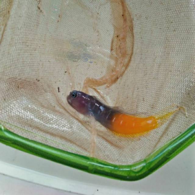 Jual Ikan Jabing Merah | Shopee Indonesia