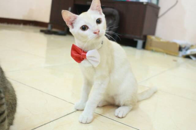 Dasi kupu-kupu half bowtie redme u/ kucing dan anjing / aksesoris hewan lucu murah hanya di bakuta