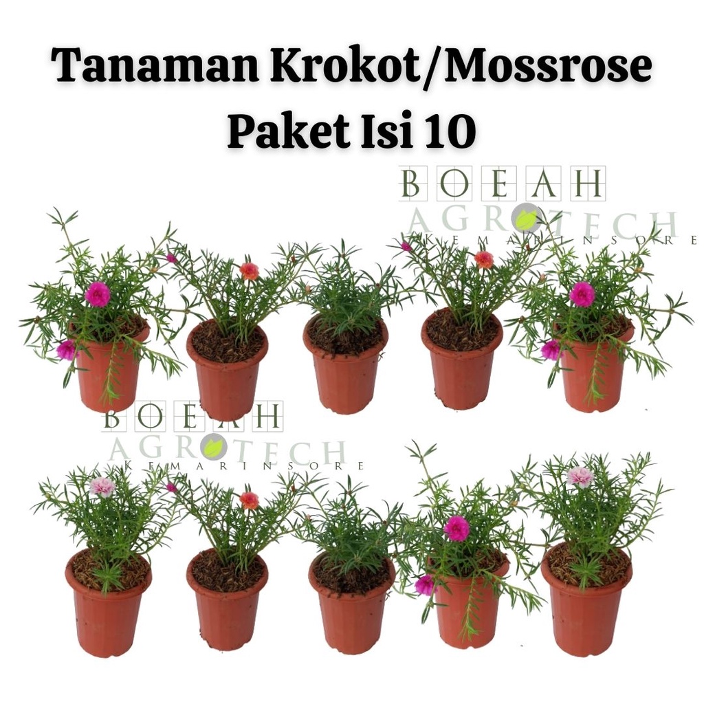 Bibit Tanaman Hias Bunga Krokot/ Tanaman bunga Mossrose / Moss Rose 1 Paket isi 10 Berbunga