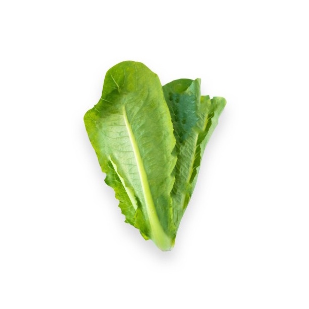 

Selada Romaine / Romaine Lettuce Organik 200gr