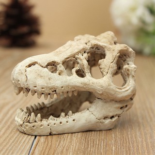 Ornamen Tengkorak Buaya dengan Bahan Resin untuk Hiasan Ornamen Tengkorak Buaya dengan Bahan Resin untuk Hiasan
