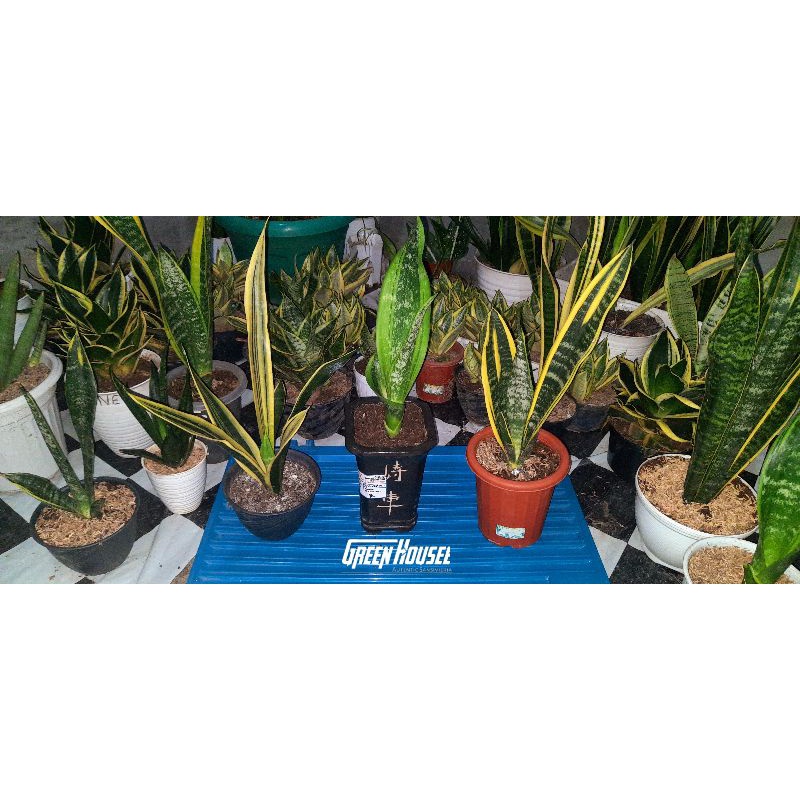 paket 3 jenis sansevieria lorenty/sansevieria trifasciata/sansevieria
