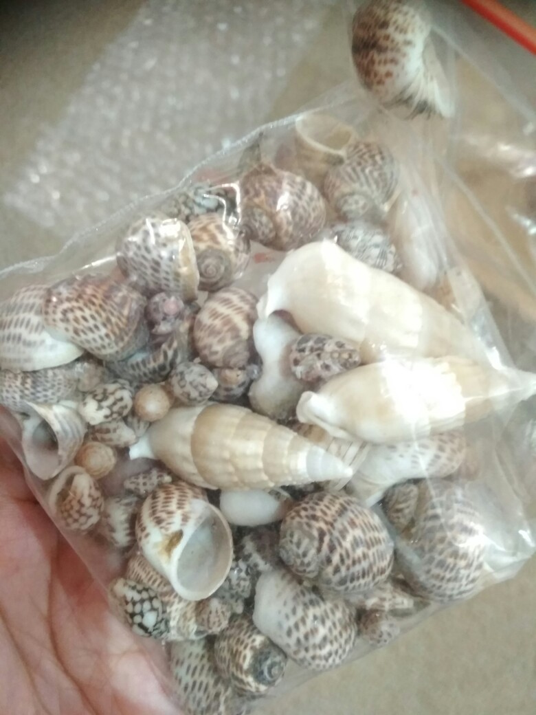 Kerang Kerikil / Bahan Kerajinan