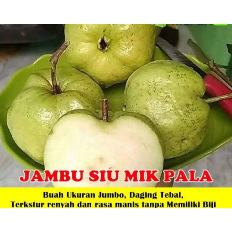 BIBIT JAMBU SIUMIK PALA hasil cangkok