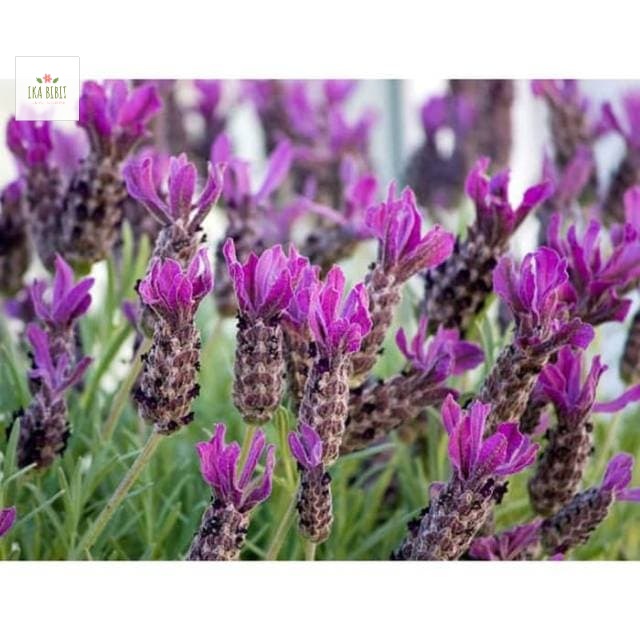 Bibit bunga lavender