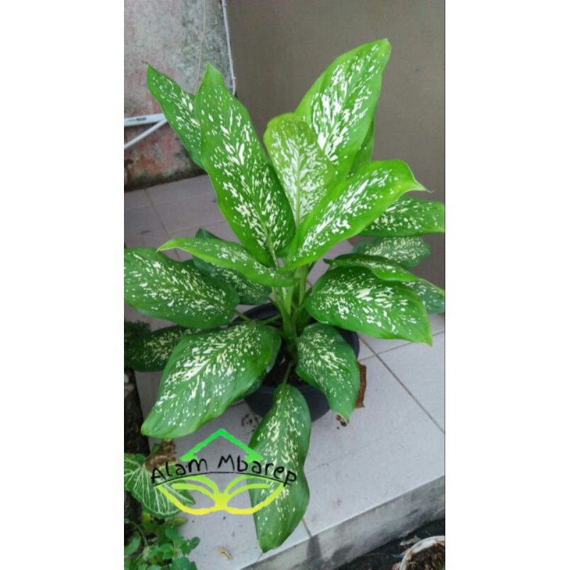 blanceng beras tumpah