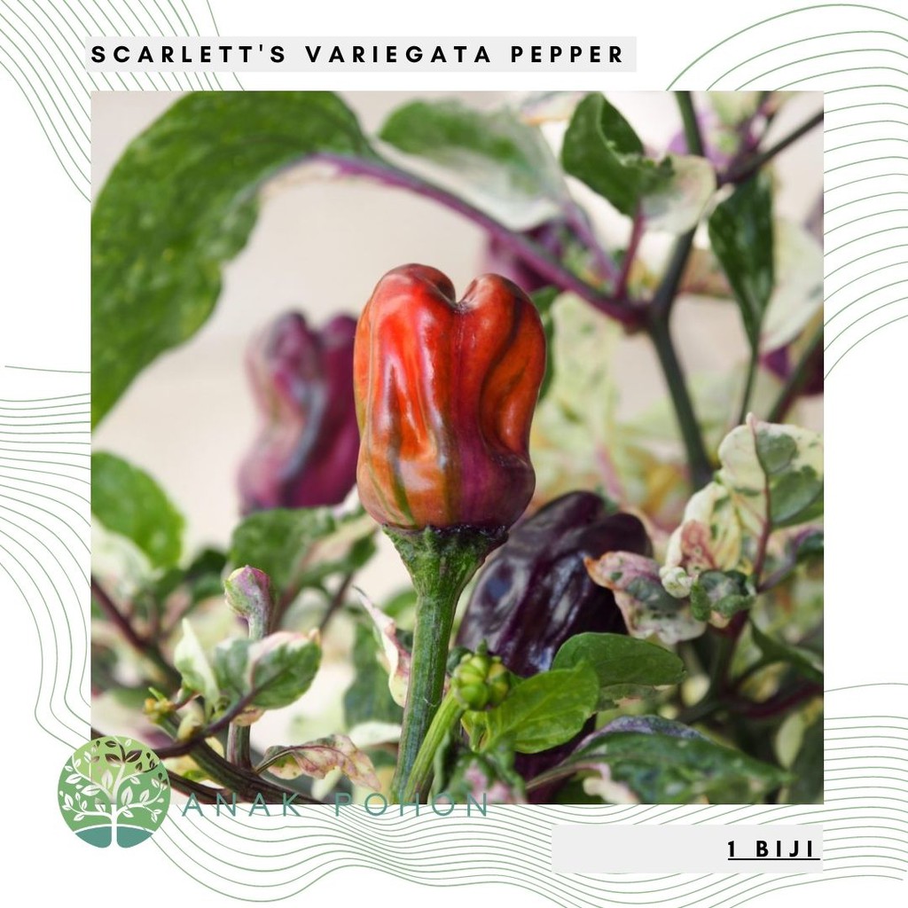 Benih Bibit Biji - Cabai Scarlett's Variegata Cabe Varigata Pepper Seeds