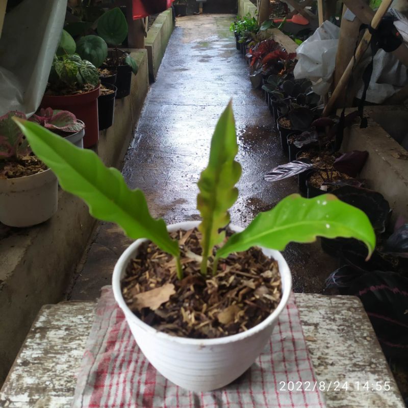 Tanaman hias philodendron golden Saw || Philo golden saw