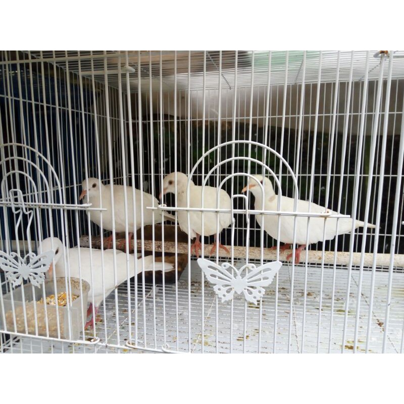 Burung Puter albino mata merah